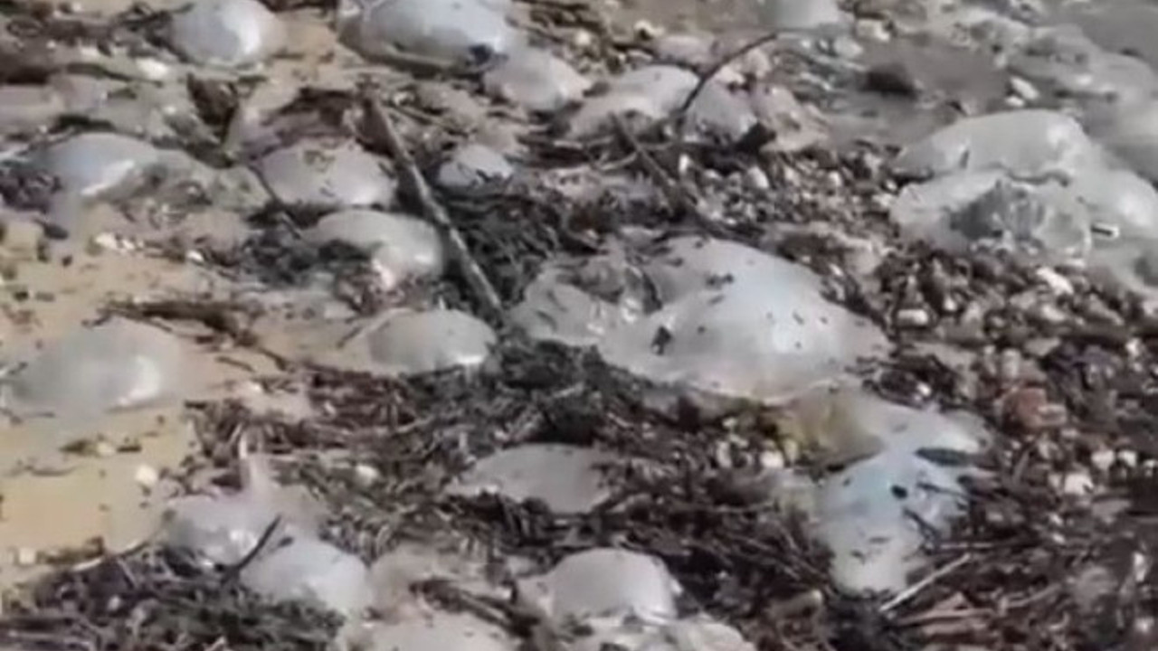 Yüzlercesi kıyıya vurdu. Alarm verildi. Profesörden korkutan uyarı