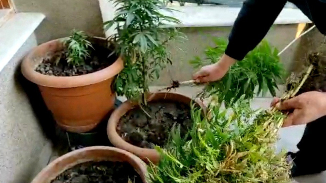 Evinin balkonunda kenevir yetiştiren şahıs yakalandı