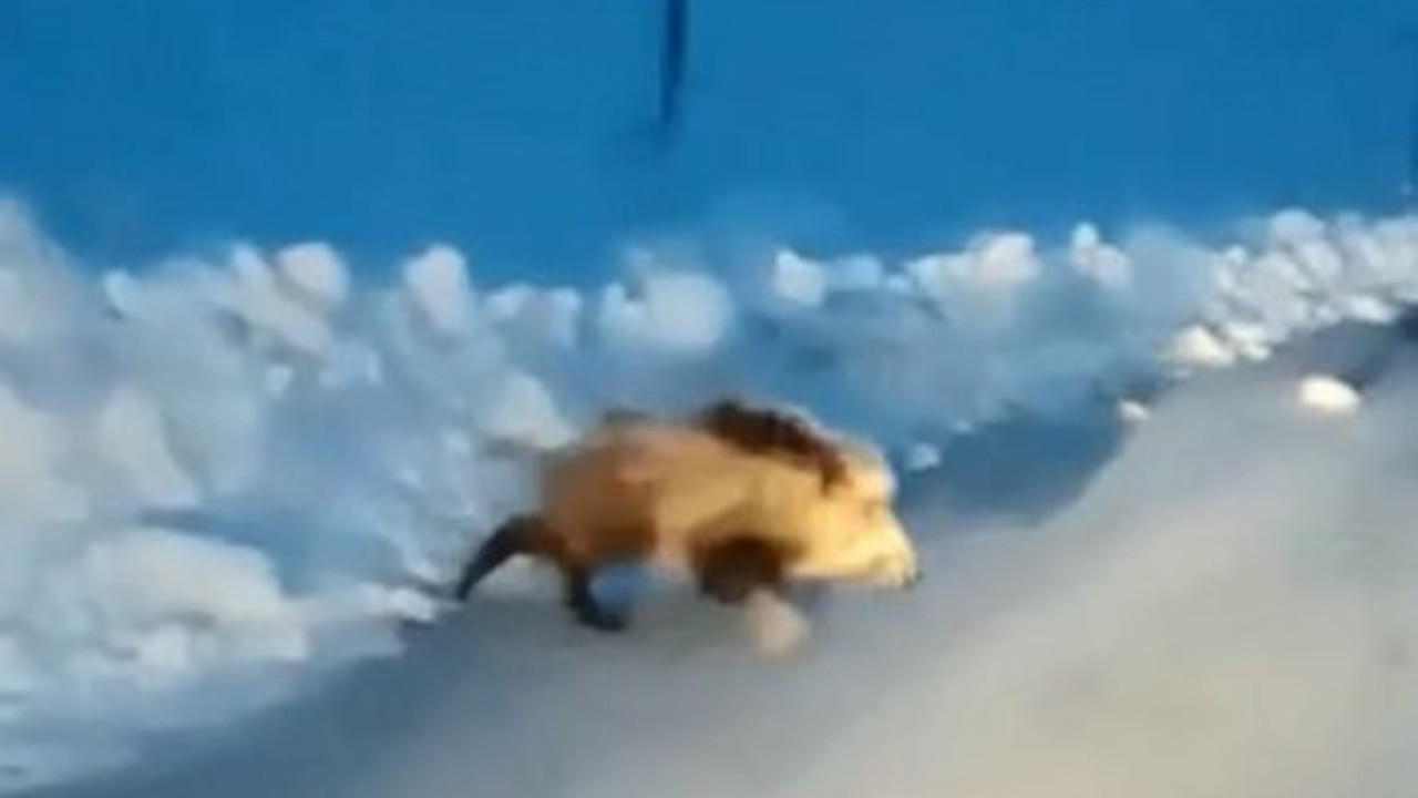 Aç kalan domuz yolunu şaşırdı