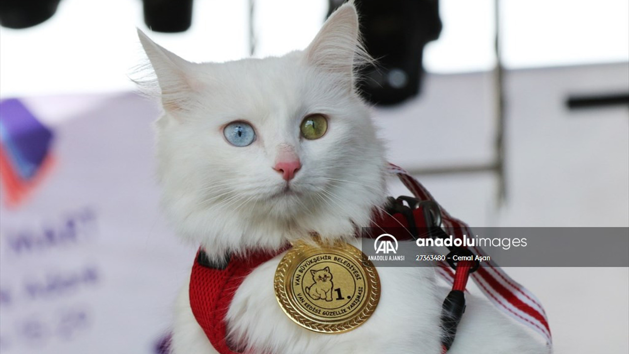Van’ın en güzel kedisi ‘Mia’seçildi