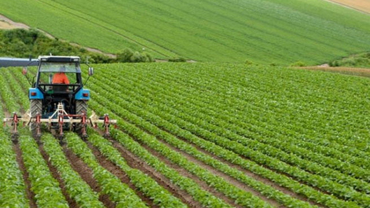 AKP eski milletvekili tarladaki hazin durumu açıkladı