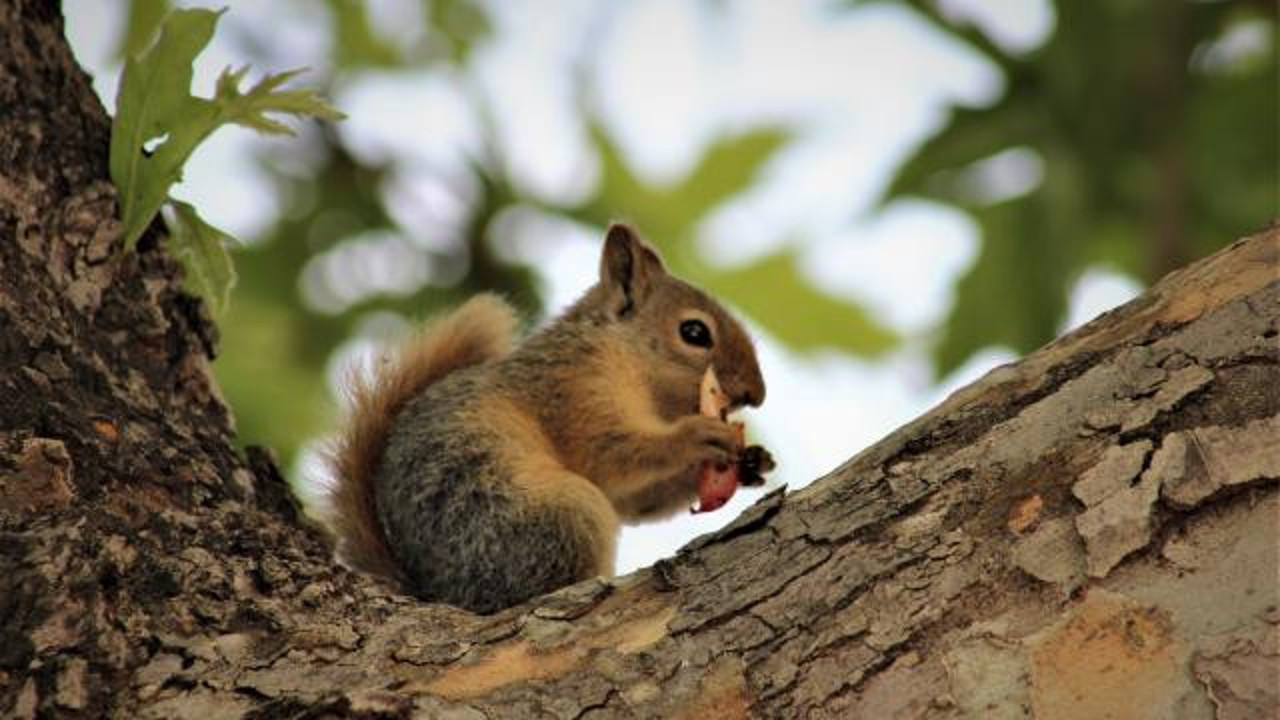Sincap satışına 23 bin lira ceza