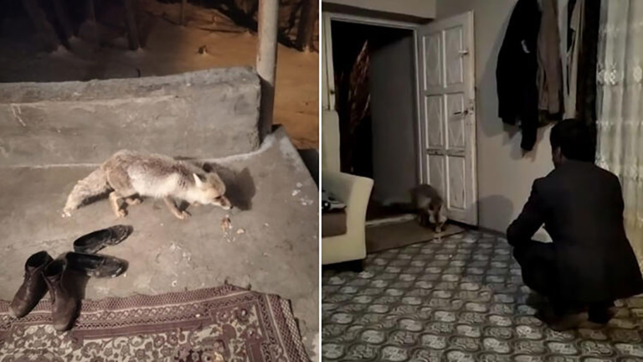 Dünya dönüyorsa bu iyi insanların sayesinde dönüyor! Yiyecek arayan tilkiyi muhtar evinde ağırladı...