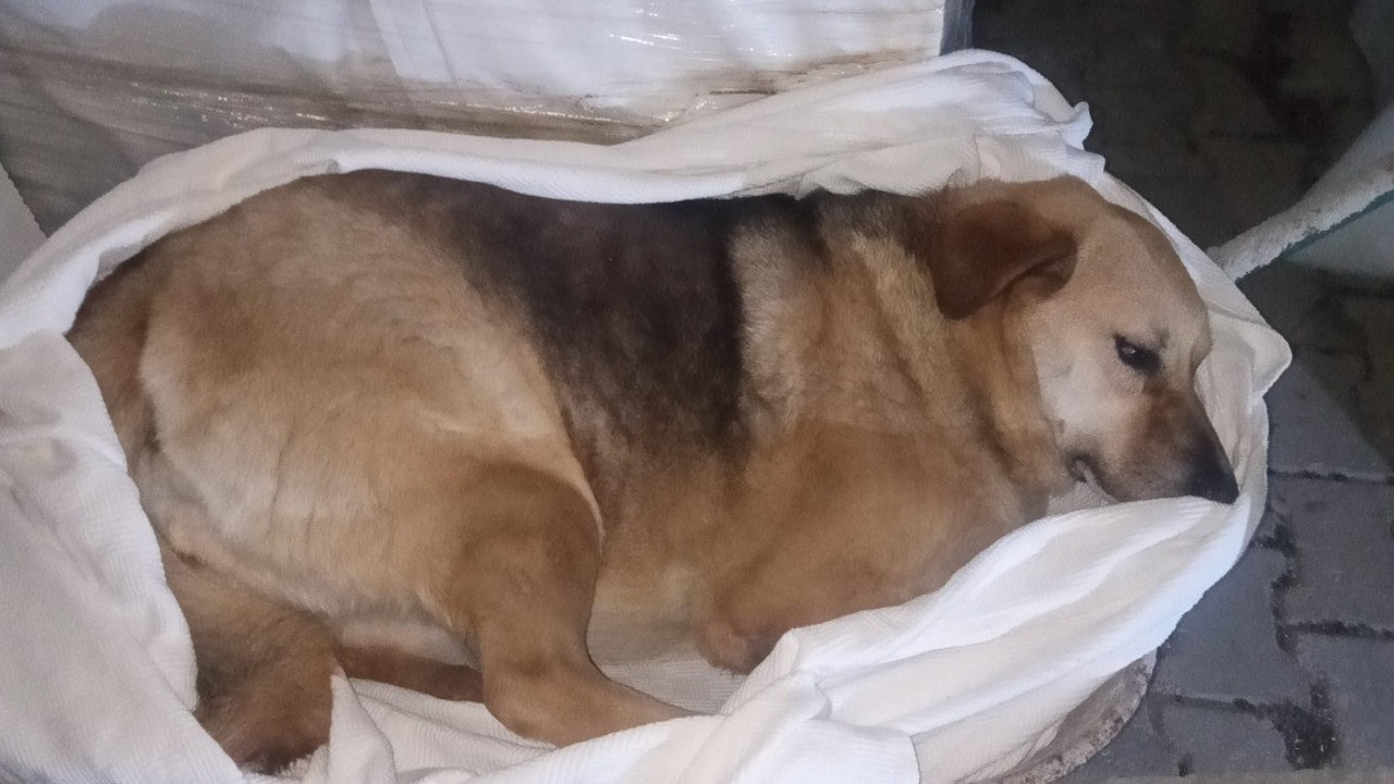 Zehirlenen köpeklere ilişkin soruşturma açıldı