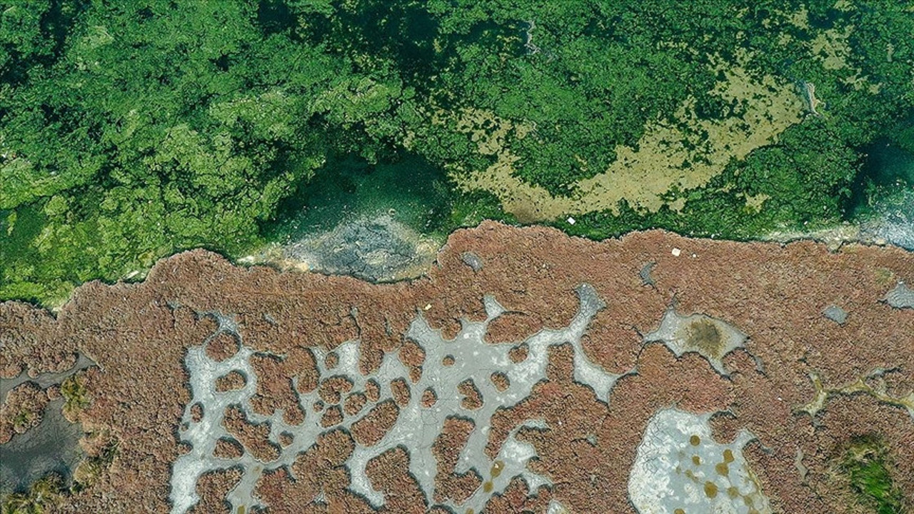 İzmir Körfezi'nde yeniden yayılmaya başladı! Uzmanlar uyardı