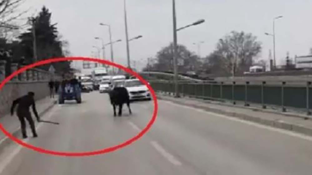 Kaçan boğa ortalığı birbirine kattı! O anlar kamerada...