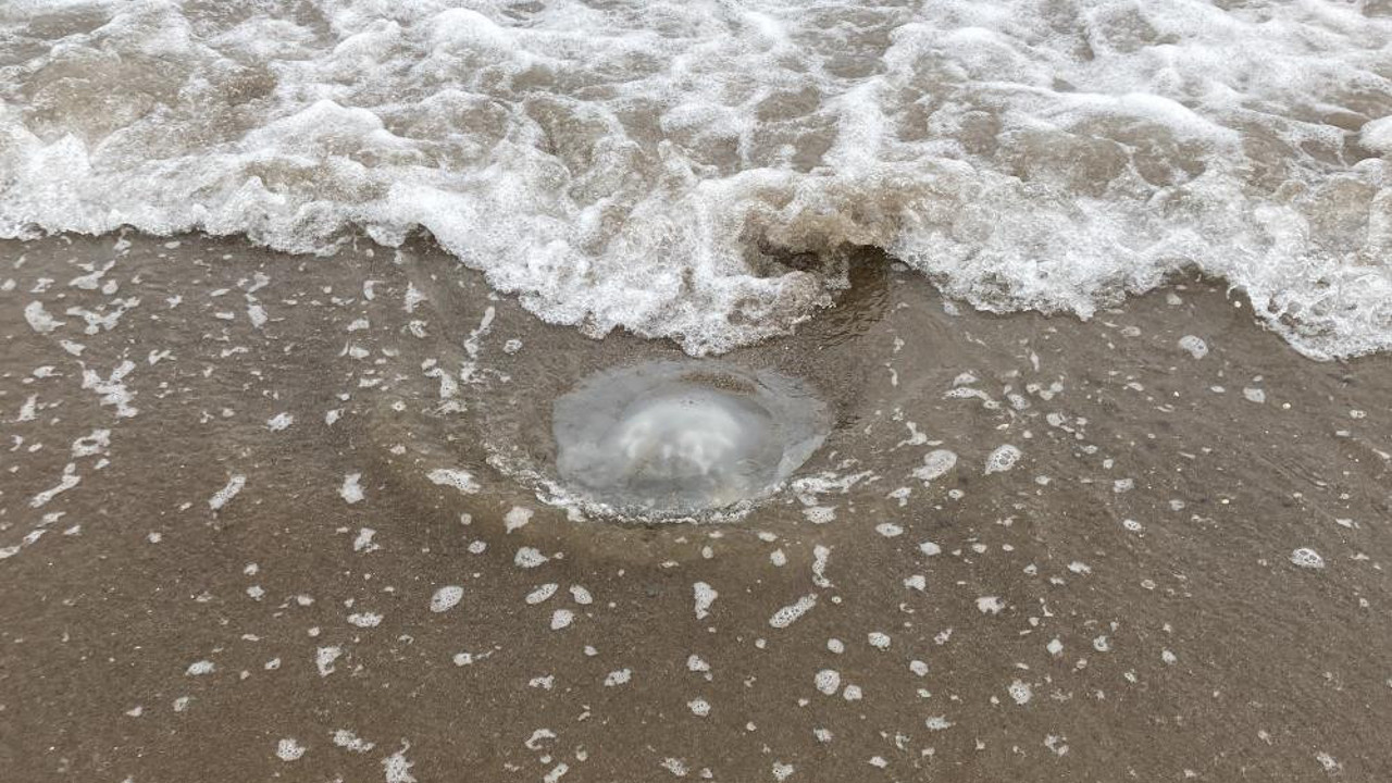 Akdeniz kıyılarında büyük kabus