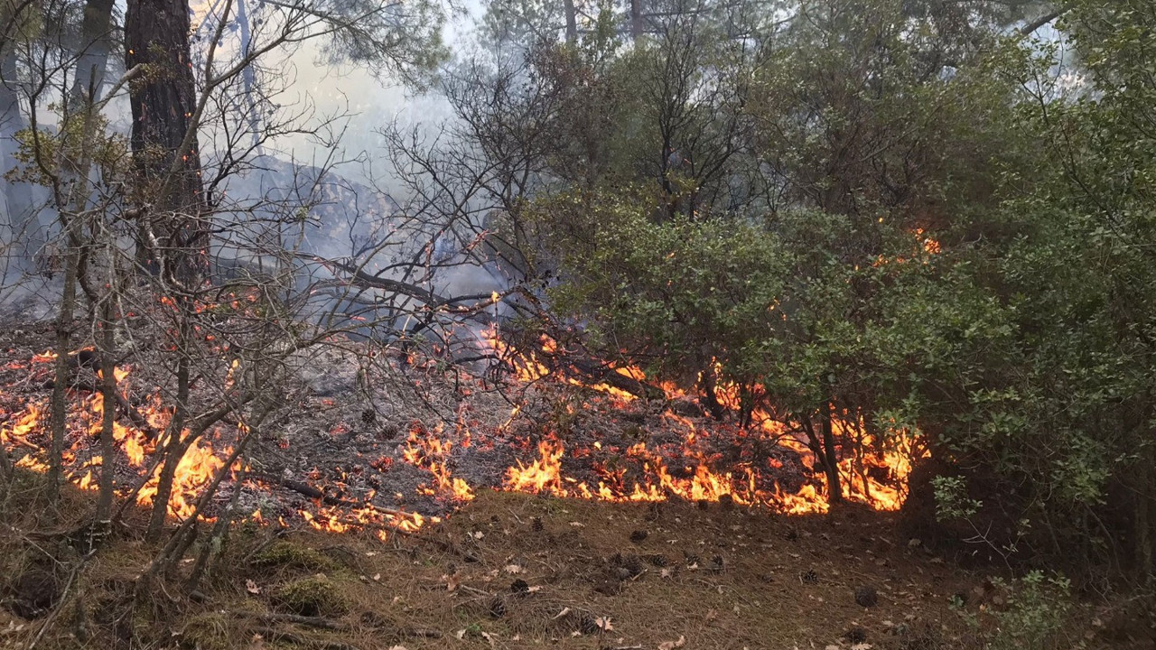 Karpuzlu'da orman yangını