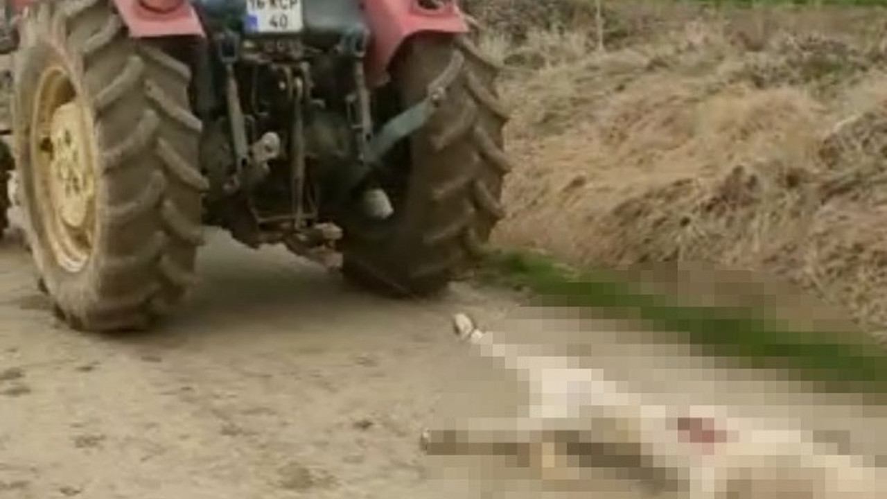Hamile köpeği öldürüp traktörün arkasında sürüklemişti. Serbest bırakıldı