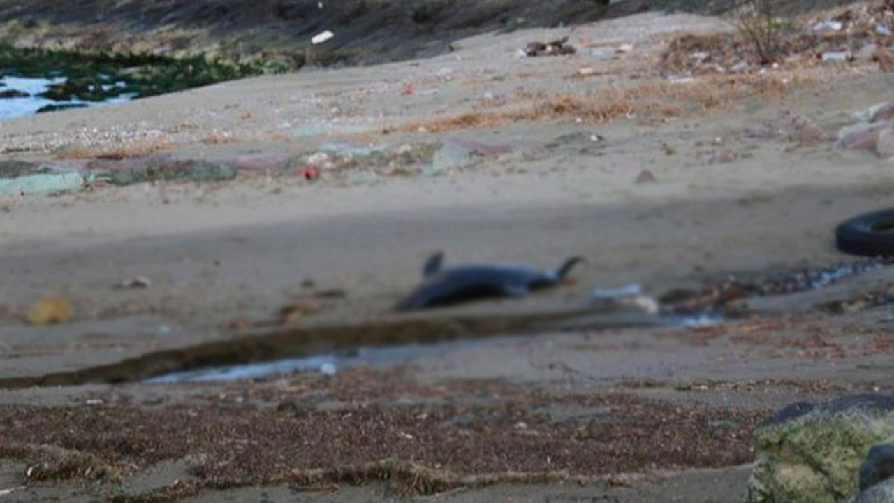 Trabzon'da 2 ölü yunus daha sahile vurdu