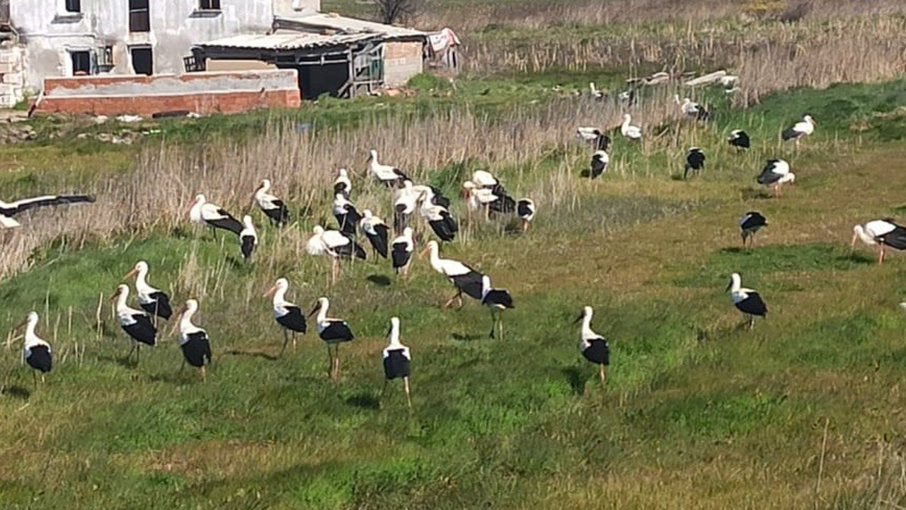 Ayvalık'ı leylekler istila etti