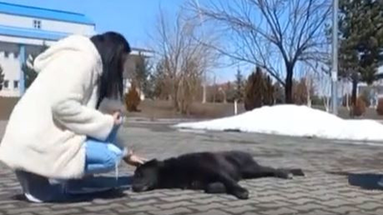 Üniversiteliler harçlıklarıyla aldıkları mamalarla köpekleri besledi