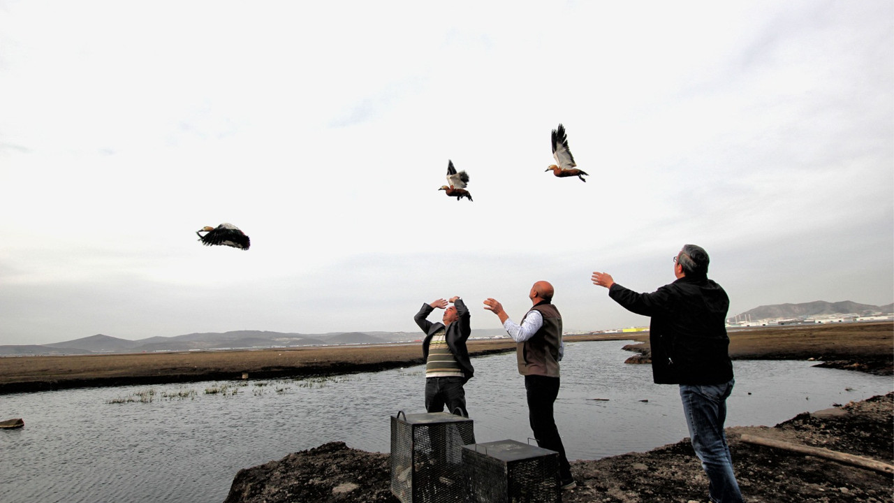 Evinde yaban hayvanları besleyen kişiye 20 bin lira ceza