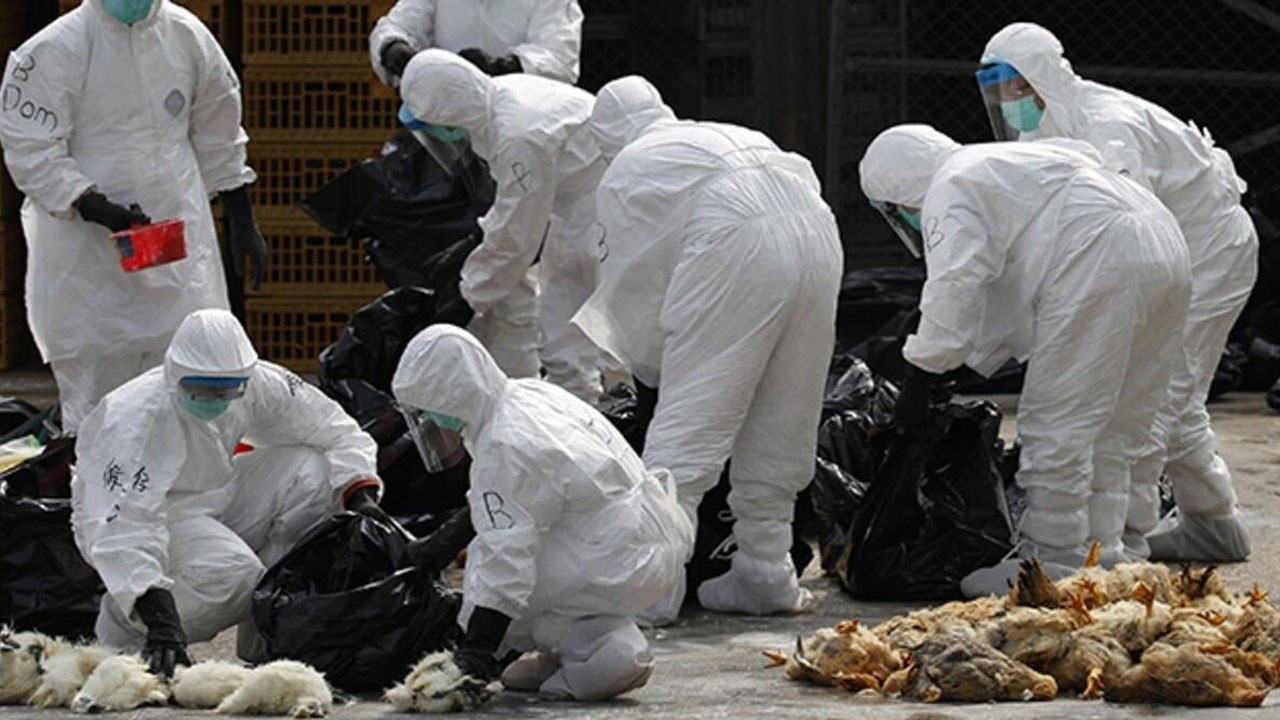 Japonya'da yeni virüs alarmı: İlk kez bir memelide rastlandı