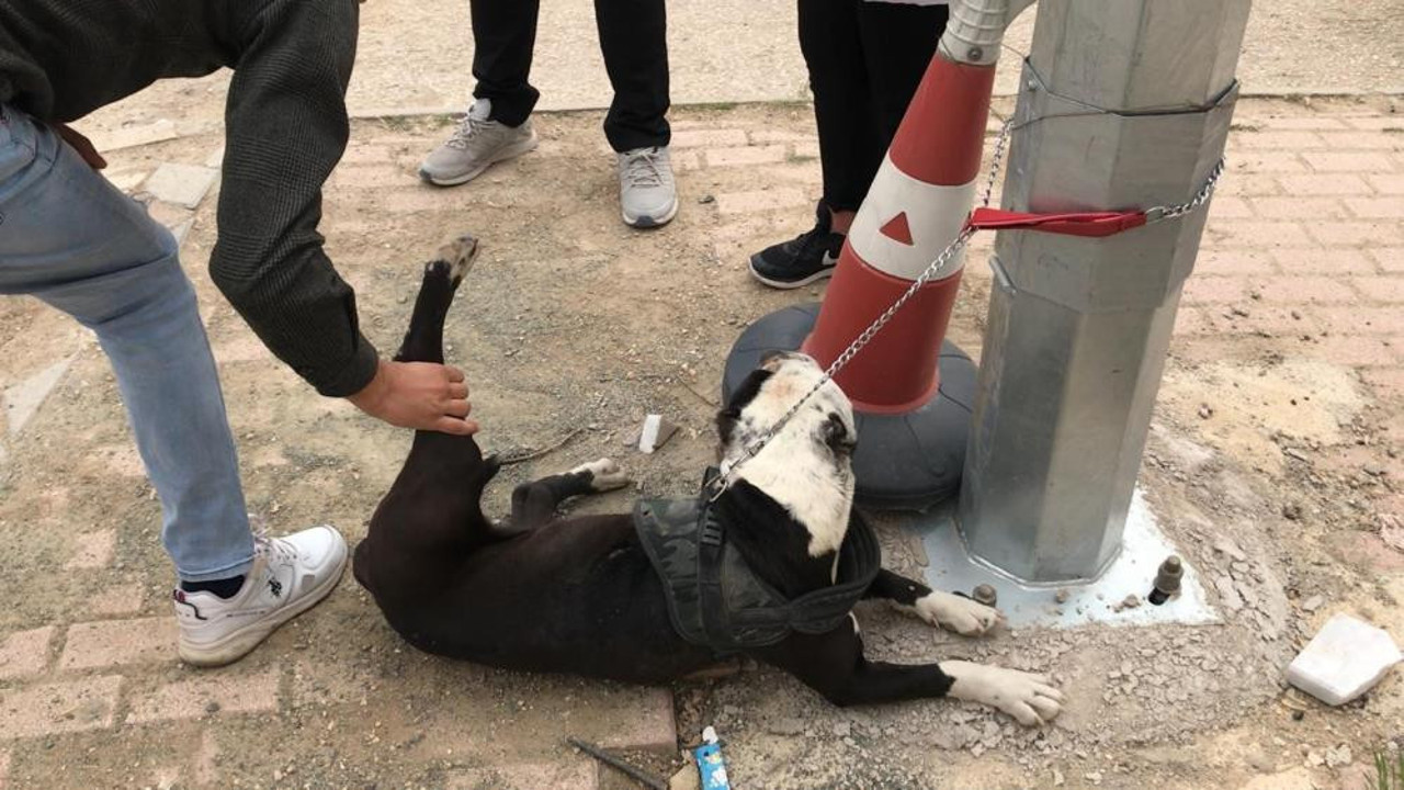 Pitbull operasyonu, cezalar peş peşe geldi