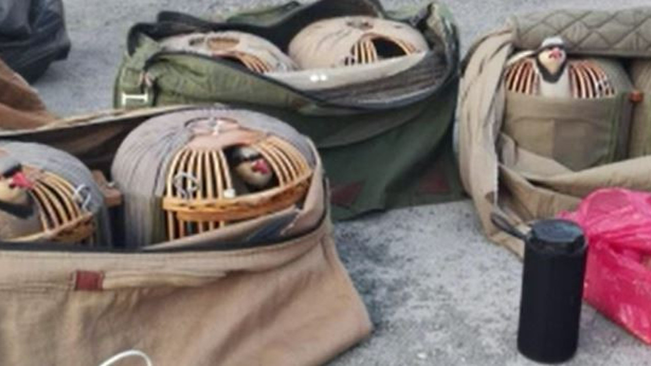 Kesilen ceza keklik avcılarına kafayı yedirdi