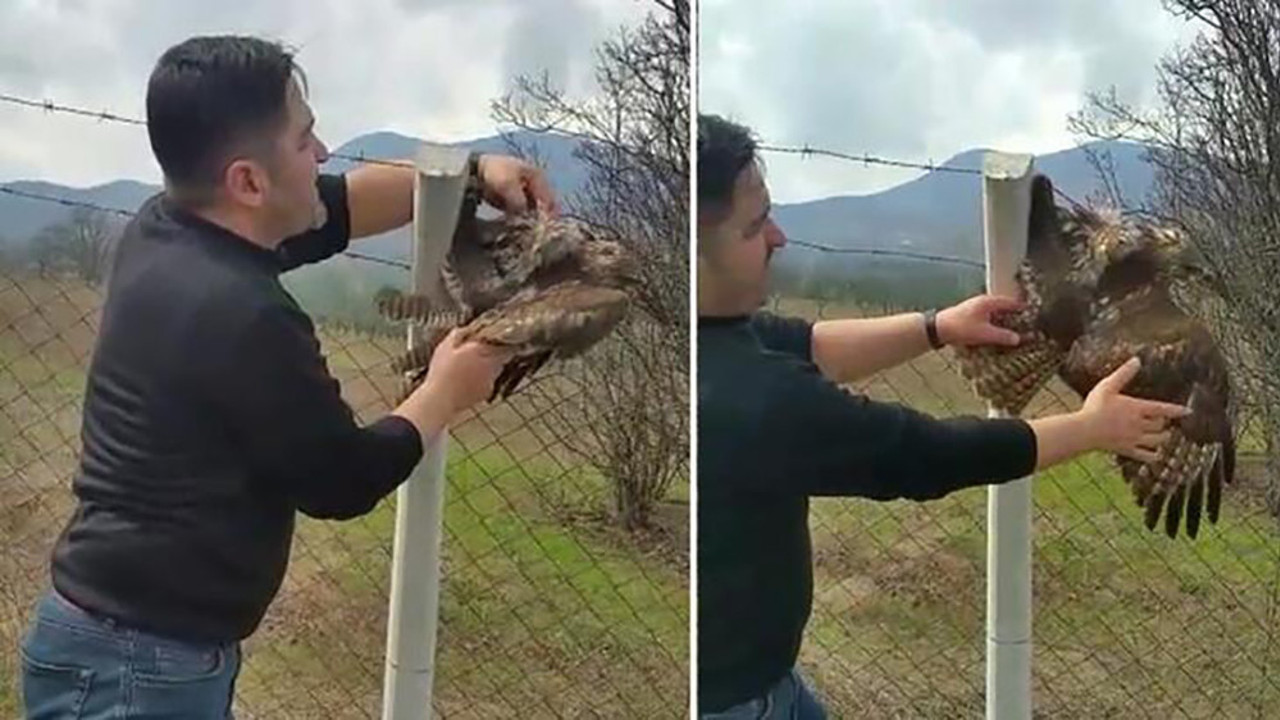 Tellere takılan şahin ölümden döndü