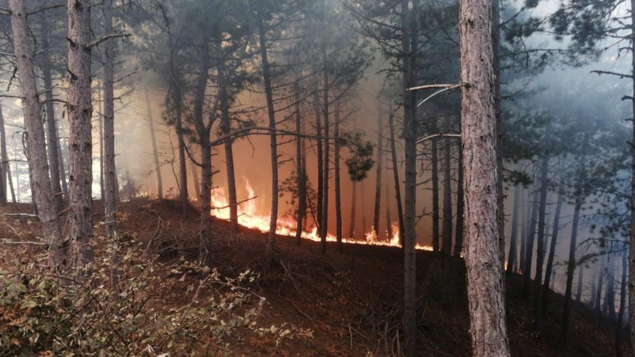 İzmir’de ormanlık alanda yangın