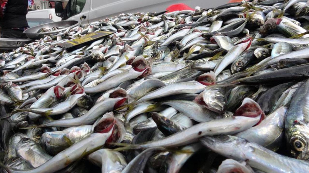 İstavrit bollaştı fiyatı yarı yarıya düştü