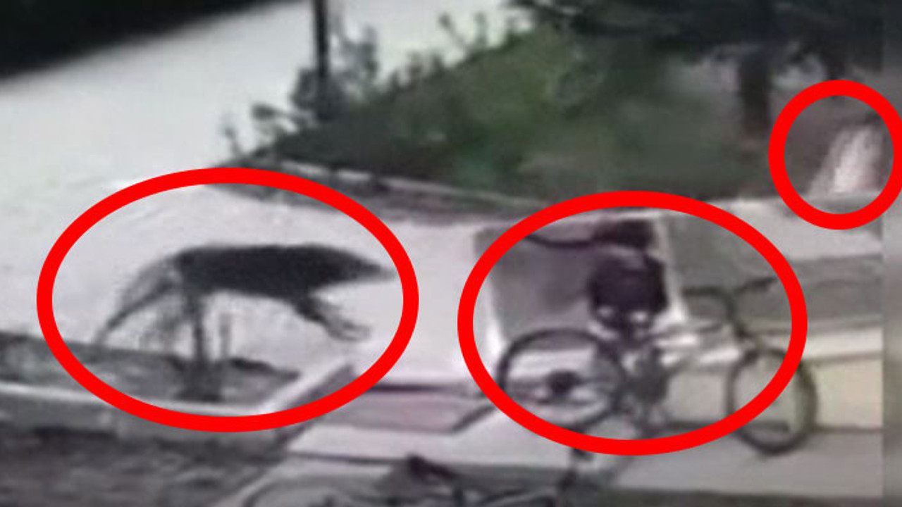 Azgın köpek çocukları hedef aldı