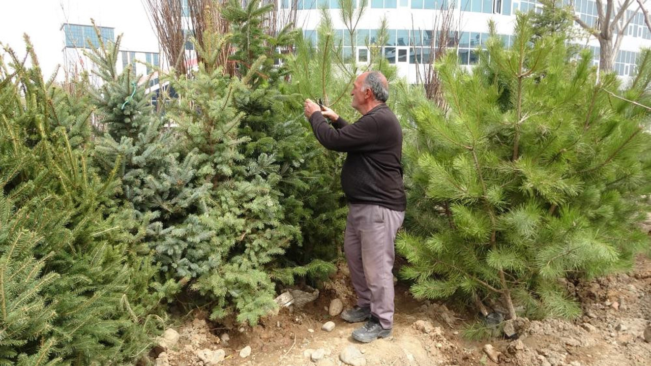 Baharın müjdecisi fidanların satışı başladı