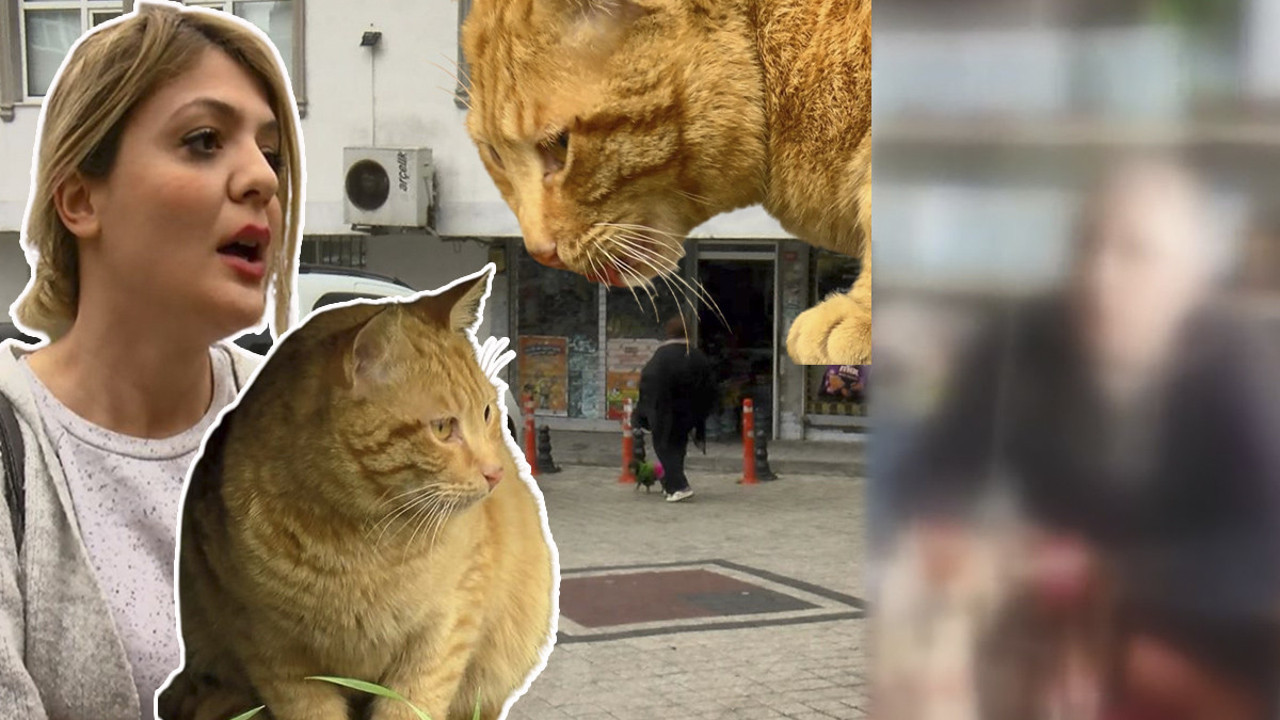 Hayvanseverleri çileden çıkaran iddia! 40 TL karşılığında çocuklara kedileri toplattı…