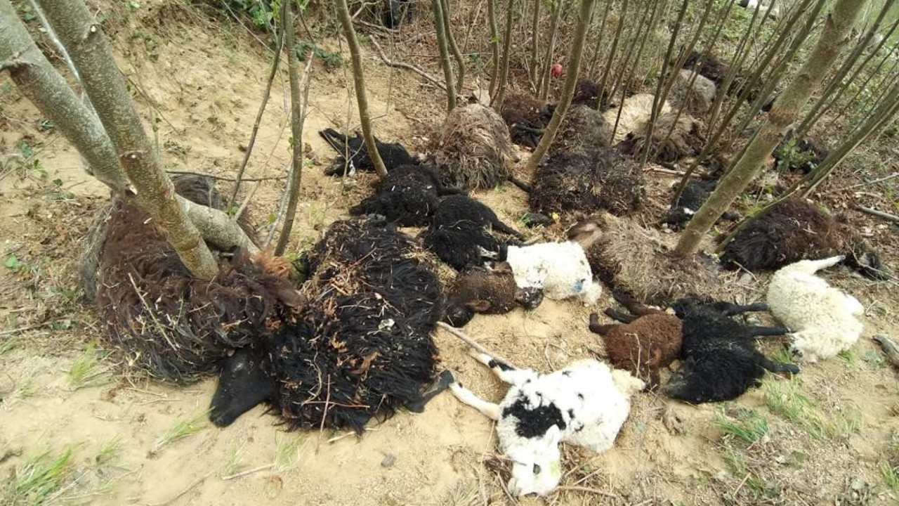 Artvin'de koyun ve kuzular ölüme atladı