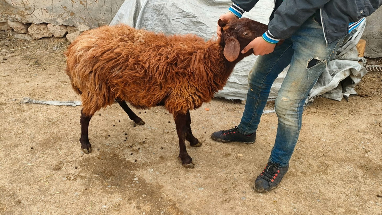 Iğdır'da koyun hırsızlığı