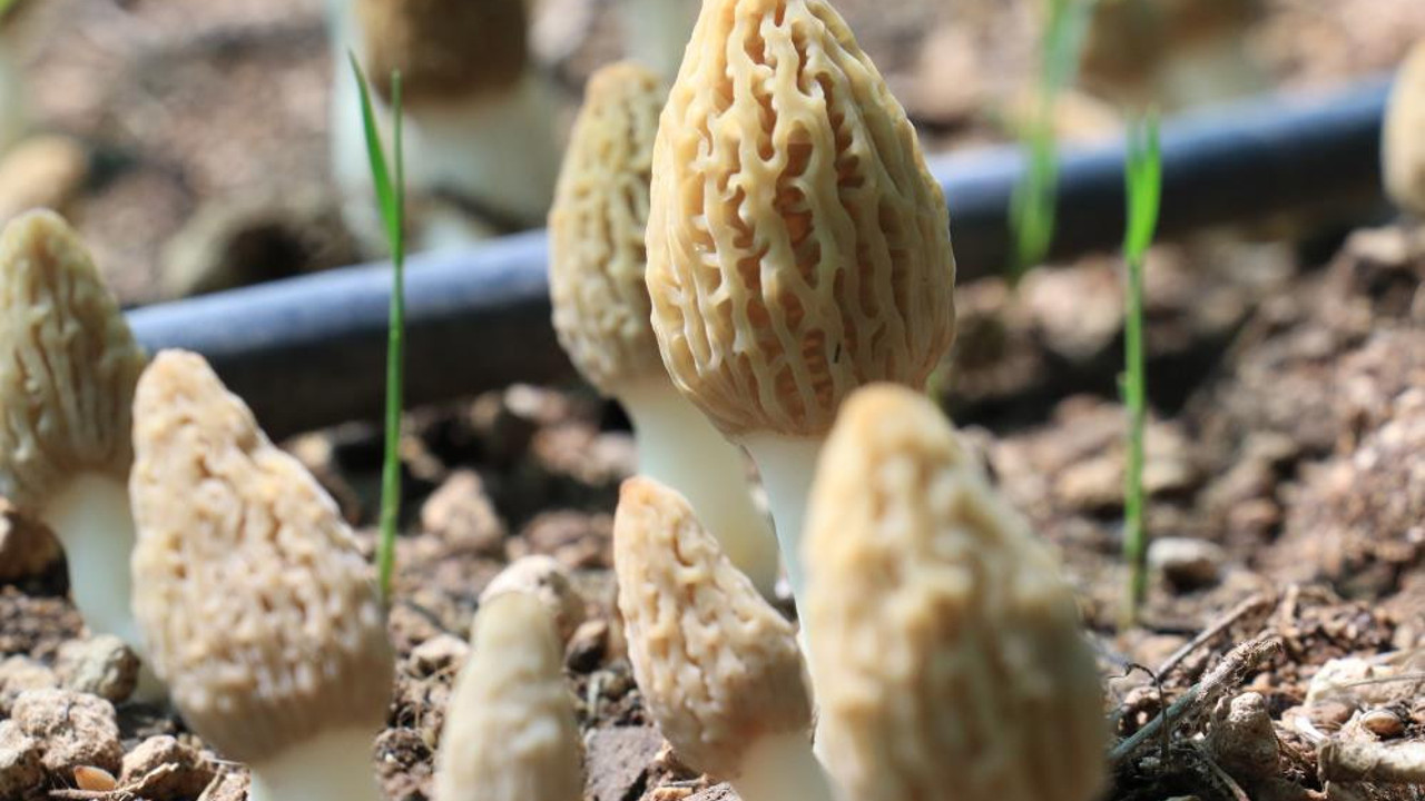 Kuzugöbeği Mantarı Fransa'da içine konulan pizzanın fiyatını 5'e katlıyor