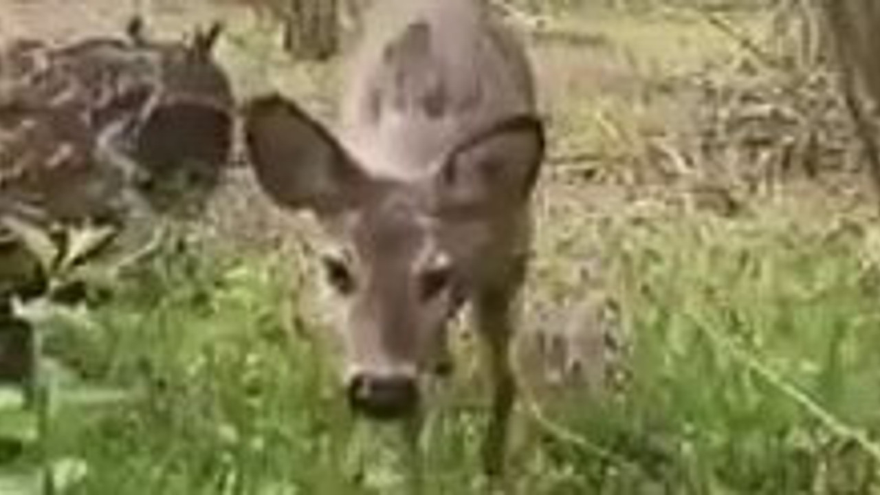 Bahçesine giren karacayı yanına böyle çağırdı