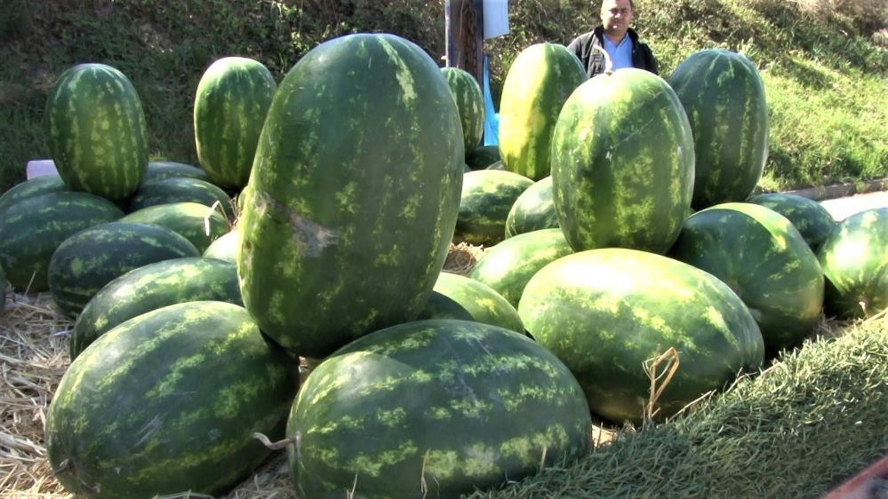 Karpuzun kilosu uçunca pratik zekasıyla çözümü böyle buldu