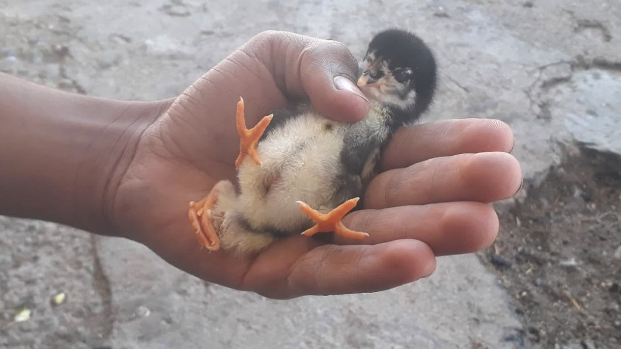 Adıyaman'da yeni doğan civciv görenleri şaşkına çevirdi: 4 ayağı var