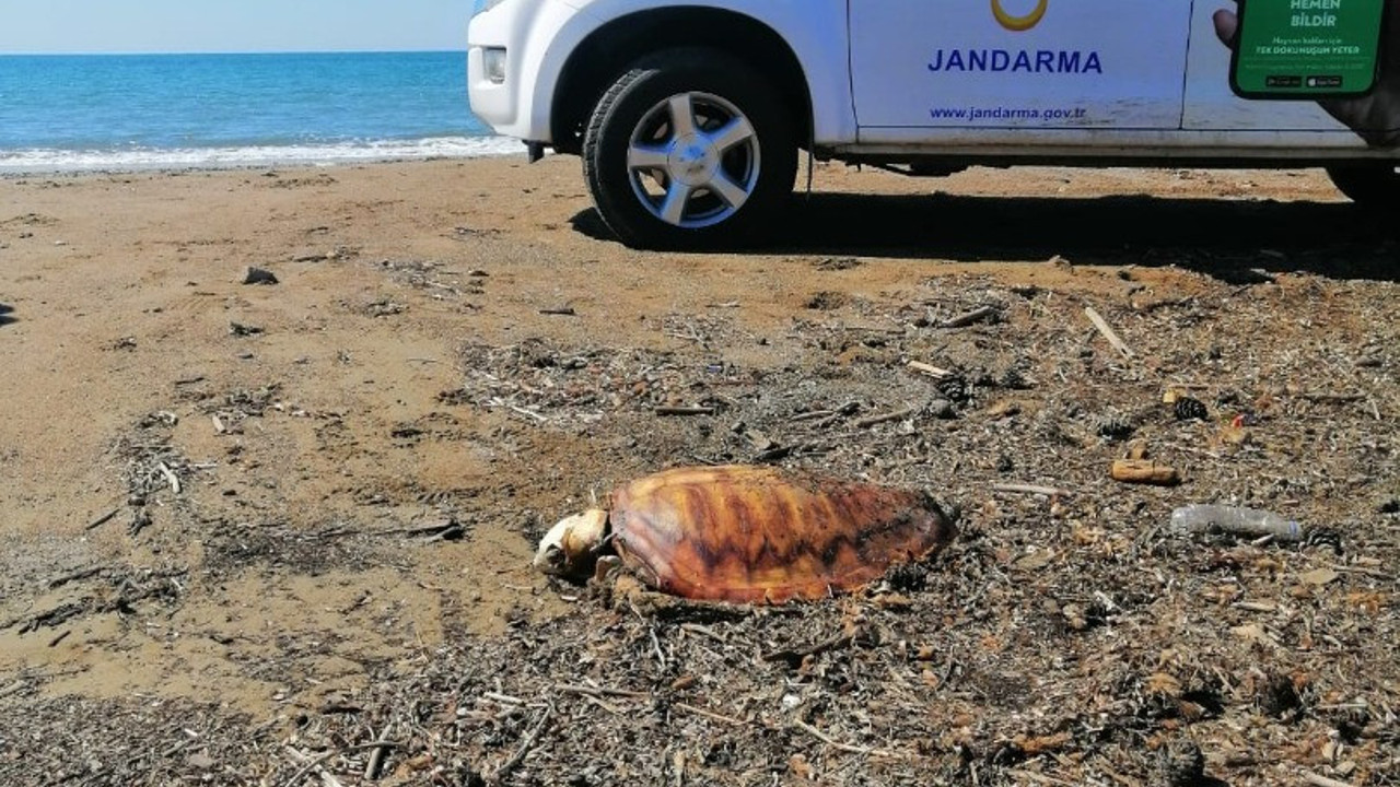 Antalya'da ölü caretta carettalar sahile vurdu