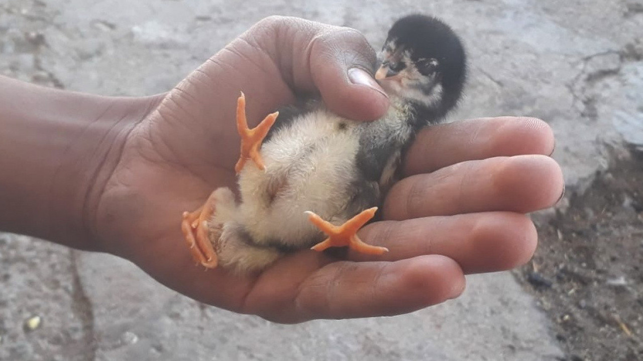 Dört ayaklı civciv görenleri şaşırttı