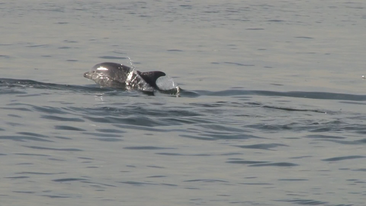 İstanbul'da yunus balıkları görsel şölen oluşturdu