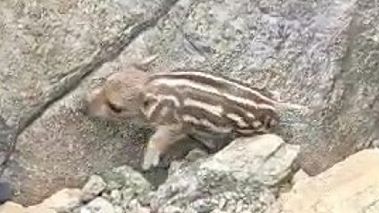 Pijamalı domuz güldürdü