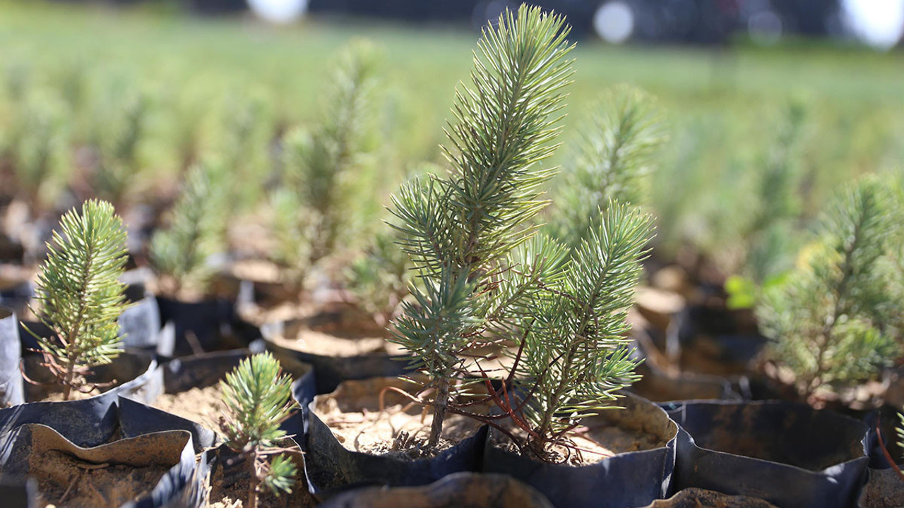 Yanan orman alanlarına 2 milyon fidan