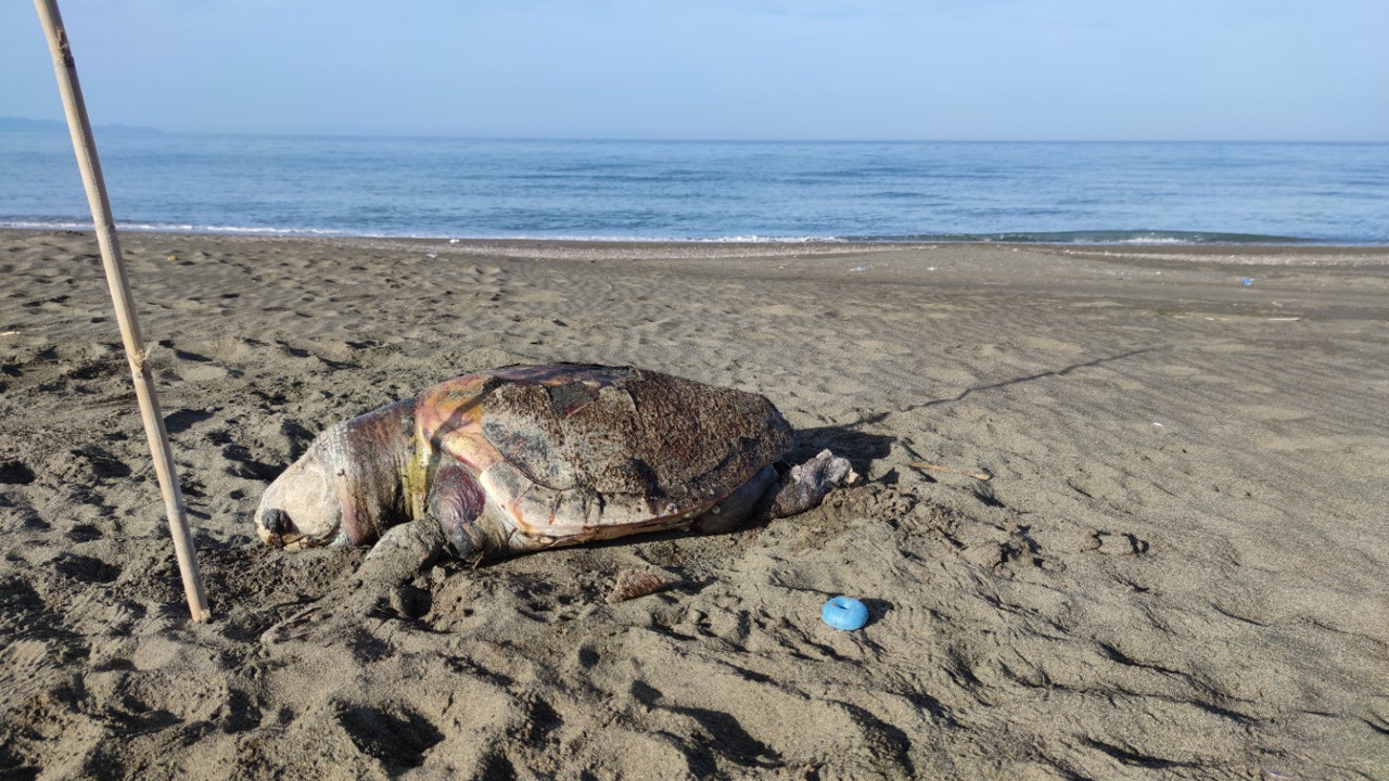 Nesli tehlike altında olan 4 yeşil deniz kaplumbağası ölü bulundu