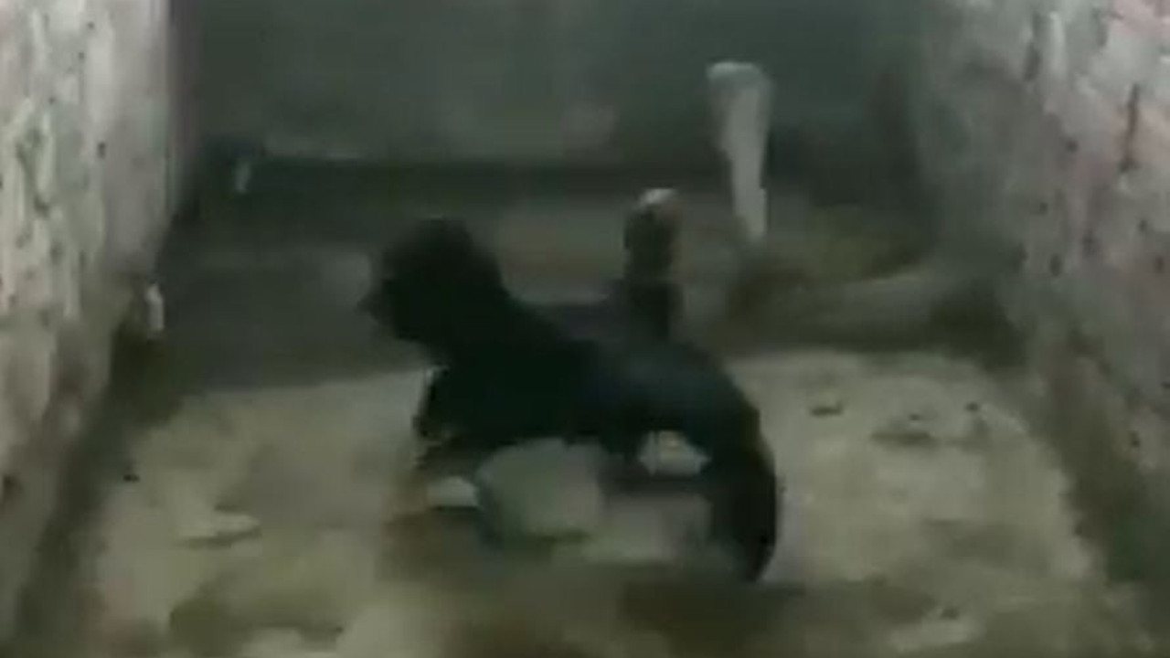 Yavrularını yiyecek Kobra yılanıyla tavuğun nefes kesen mücadelesi