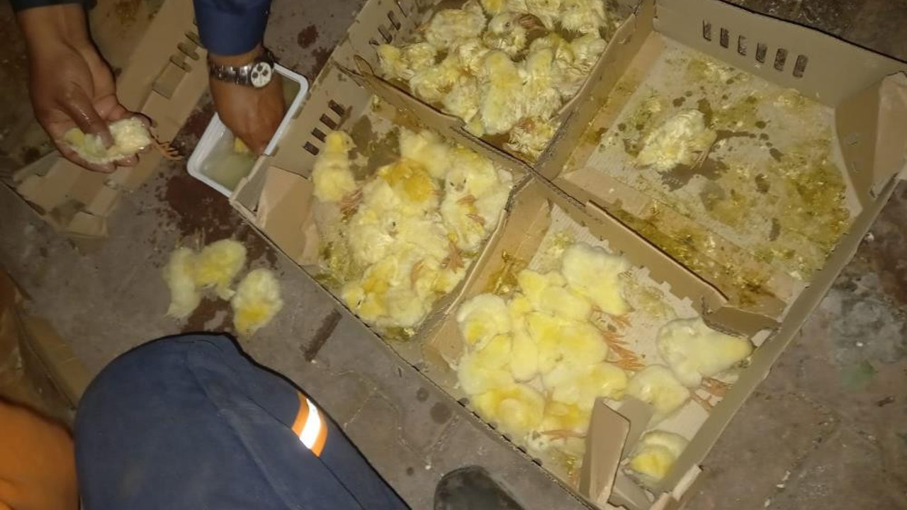 Çöpe atılan civcivleri mahalleli sahiplendi