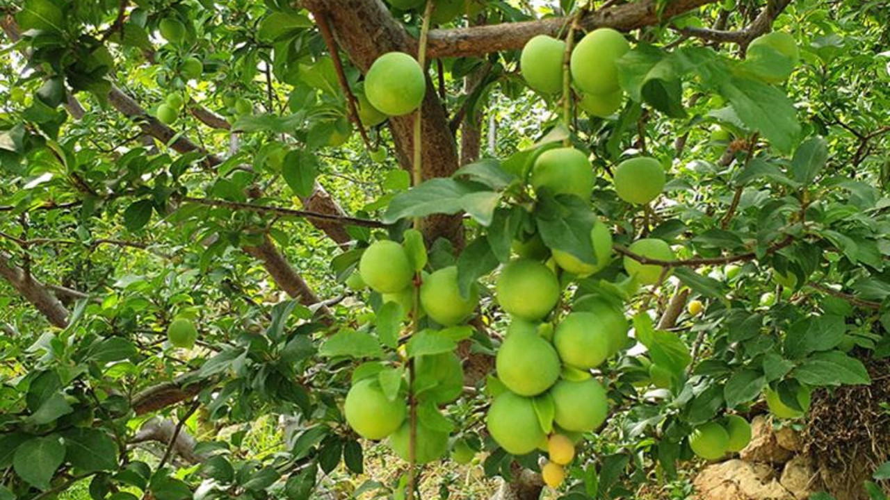 Sezonu 600 liradan açmıştı: Eriğin kilosu 90 TL'ye düştü