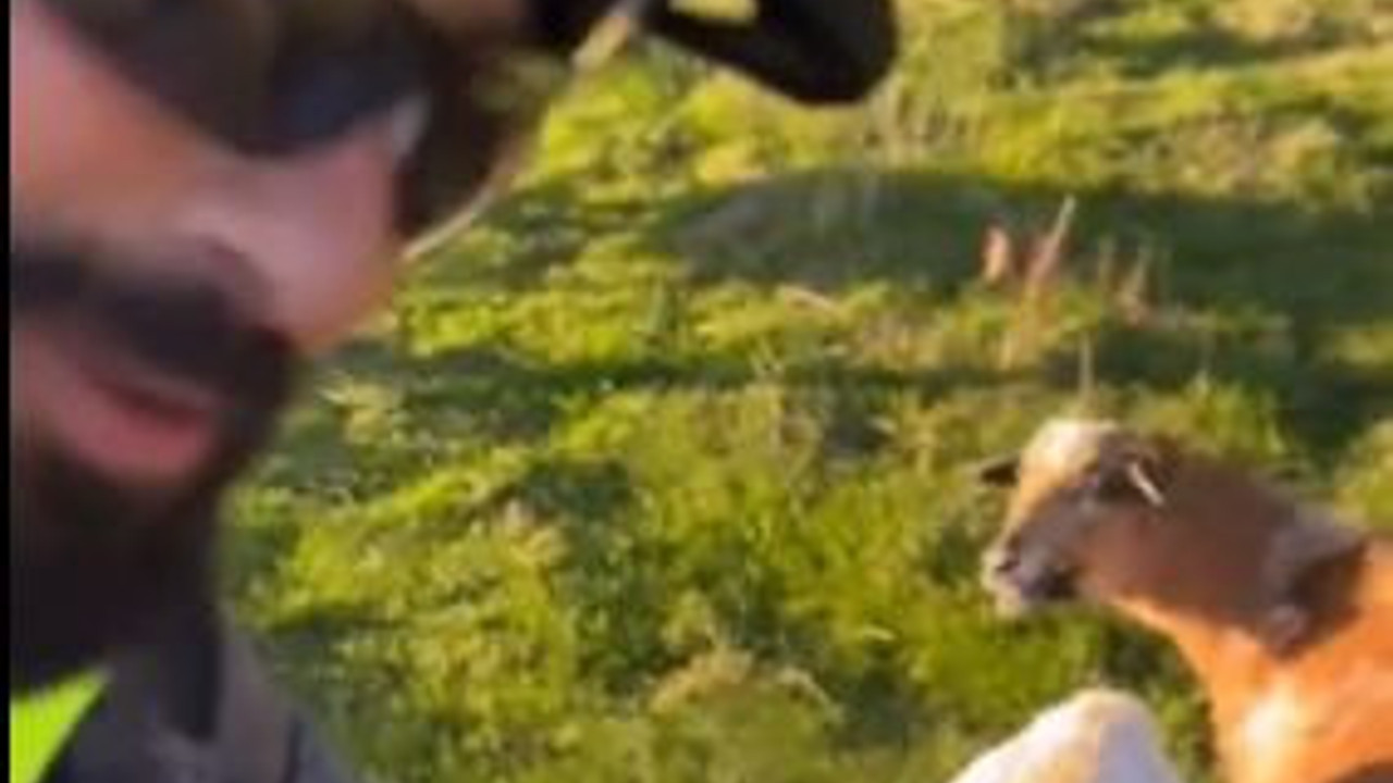 Kuzuları gören Tarkan meledi. Kuzular koşa koşa yanına geldi