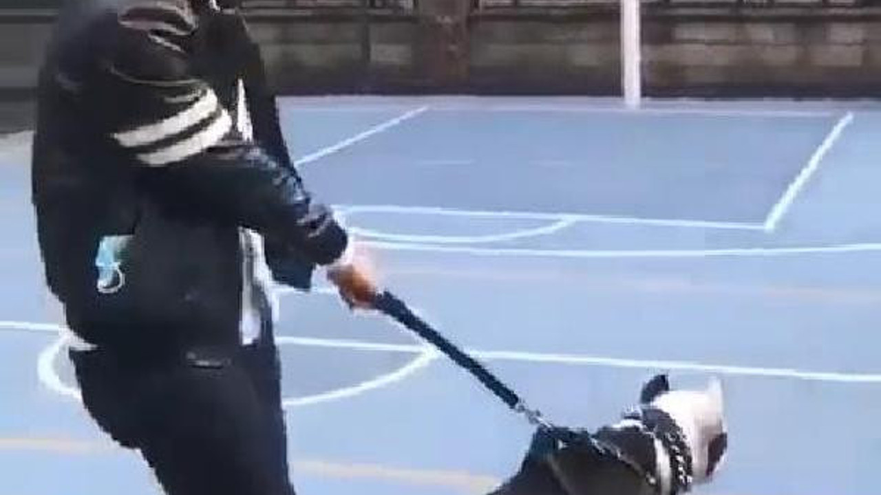 Pitbull'un tasması koptu çocuklar dehşeti yaşadı