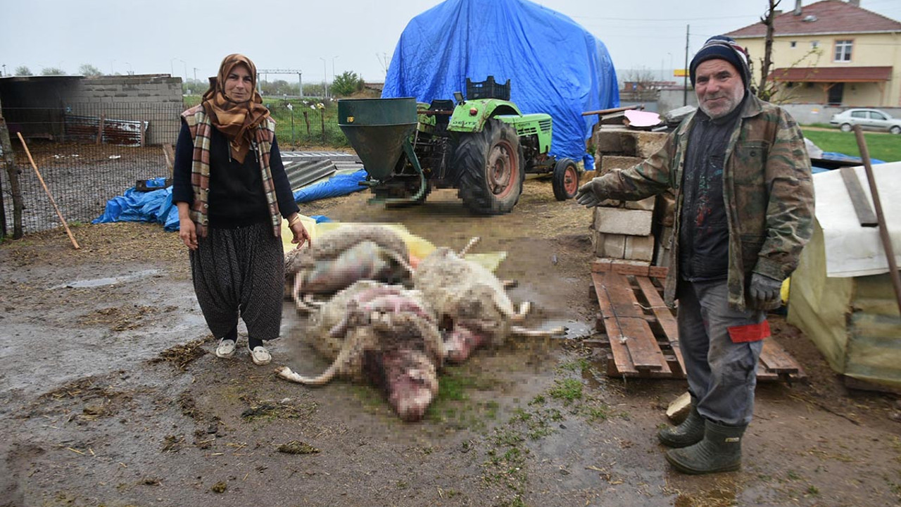 Kurtlar dehşet saçtı! Ahıra girdi, gördüğü manzara karşısında şok geçirdi