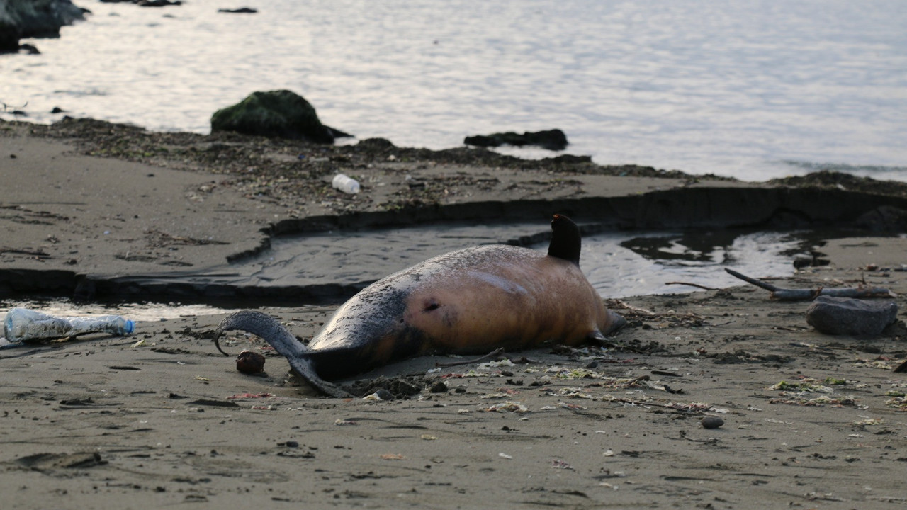 Bilim insanlarının söylemekten korktuğu gerçek! Şubat ayından beri 90'a yakını öldü...