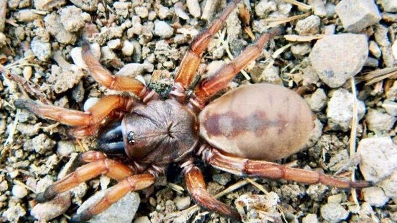 Eskişehir'de keşfedildi. Dünya literatürüne girdi