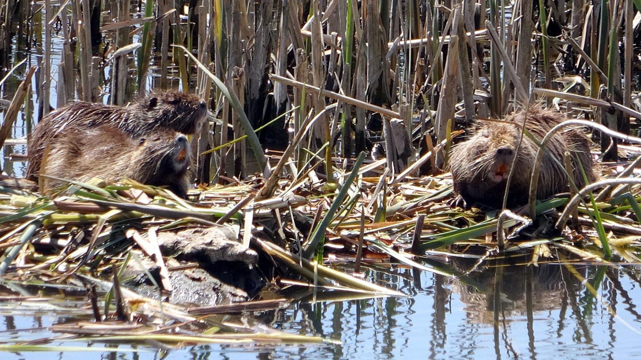 Sayıları giderek artıyor! Edirne’de 3 nilüfer türünü yok ettiler…