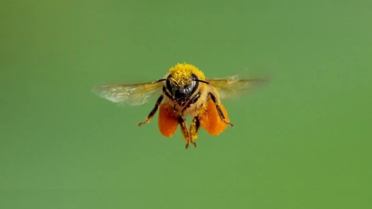 Bal arılarının ayna yada yansıyan herhangi bir zemin üzerinde neden uçamadığı belli oldu