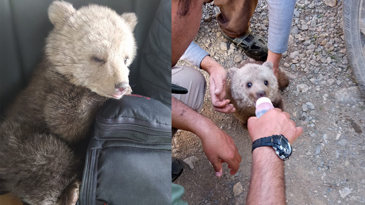 Sınırda bulunan ayı yavrusu ilgi odağı oldu