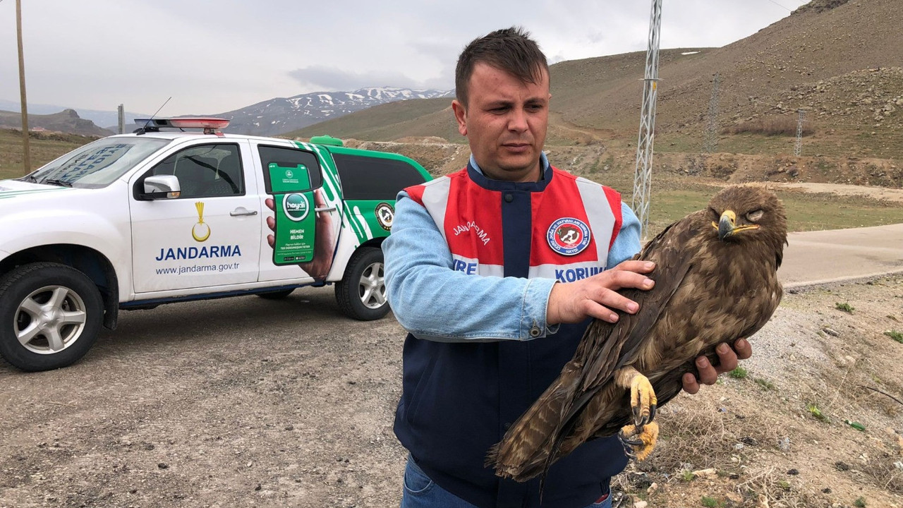 Yaralı Kartal tedaviye alındı